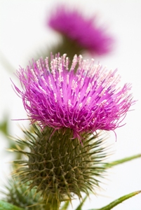 Homeopathy for Women Logo 2
