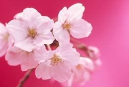 homeopathy, homeopathy for women, homeopath, women