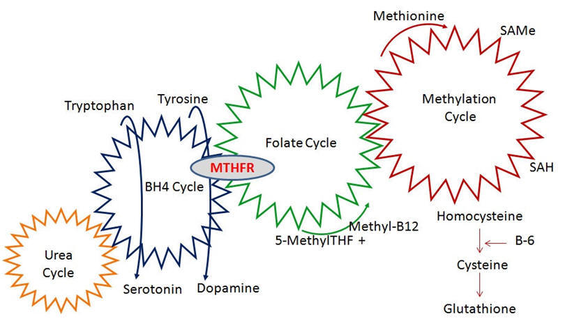 Yasko Methylation Chart